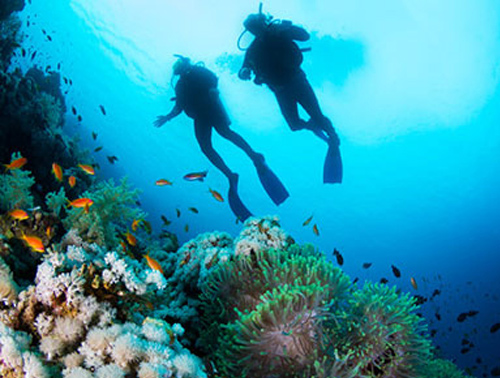 Join a dive trip and go scuba diving